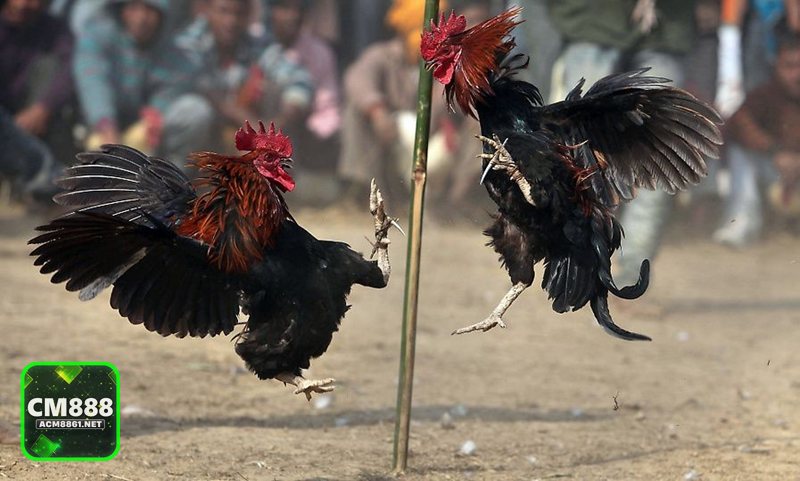 Đá Gà Online - Khái niệm và cơ chế vận hành trên nền tảng trực tuyến Đá Gà Online - Khái niệm và cơ chế vận hành trên nền tảng trực tuyến