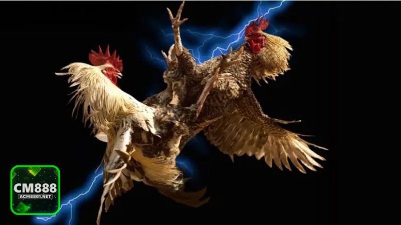 Đá gà CM888 - Cựa dao