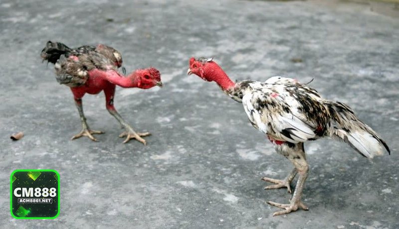 Đá Gà Thomo - Đá gà cựa sắt và cách vào kèo theo thế trận