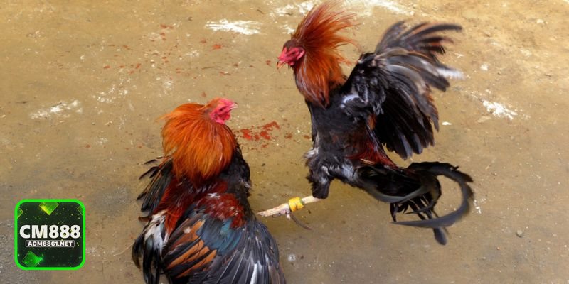 Đá gà CM888 - Đọc luật và quản lý vốn