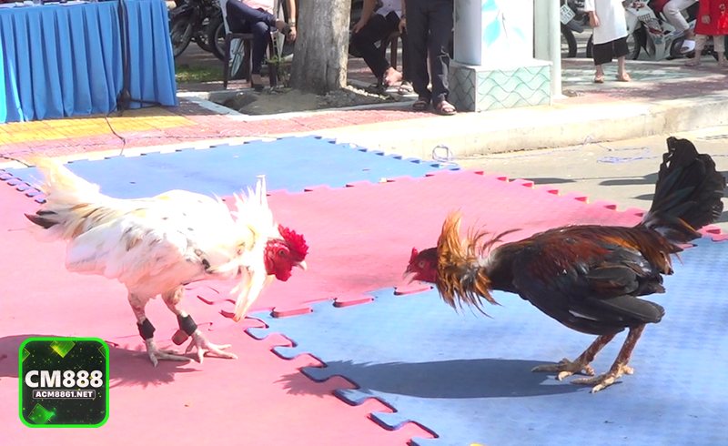 Đá Gà Online - Chất lượng phát sóng và cảm giác theo dõi trong thời gian thực Đá Gà Online - Chất lượng phát sóng và cảm giác theo dõi trong thời gian thực