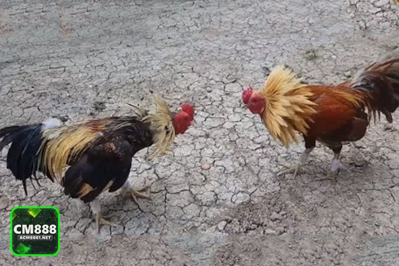 Đá Gà Online - Cựa sắt và cựa dao với nhịp độ nhanh, kịch tính cao Đá Gà Online - Cựa sắt và cựa dao với nhịp độ nhanh, kịch tính cao